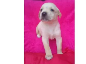 Cachorro raça SRD idade Abaixo de 2 meses nome Betina e irmãs 