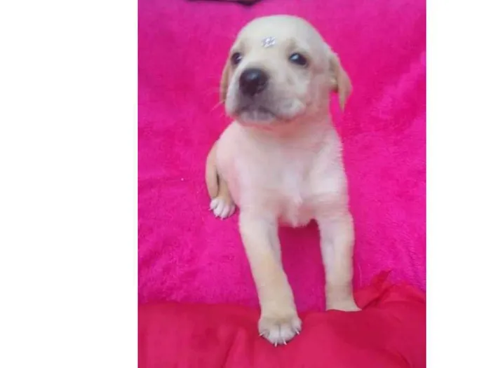 Cachorro ra a SRD idade Abaixo de 2 meses nome Betina e irmãs 