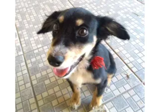 Cachorro raça Não sei idade 2 a 6 meses nome Não sei