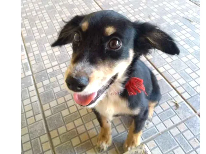 Cachorro ra a Não sei idade 2 a 6 meses nome Não sei