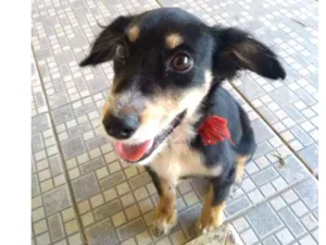 Cachorro raça Não sei idade 2 a 6 meses nome Não sei