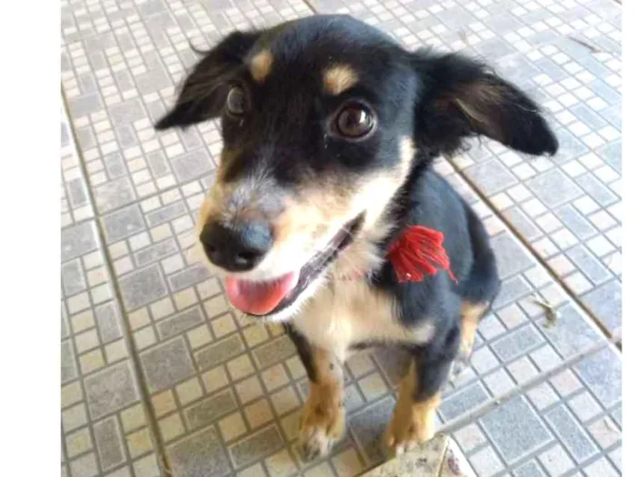Cachorro ra a Não sei idade 2 a 6 meses nome Não sei