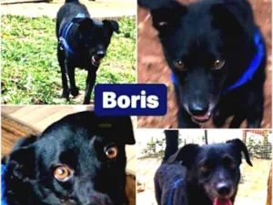 Cachorro raça SEM RAÇA DEFINIDA idade 3 anos nome BORIS
