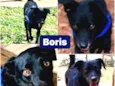 BORIS