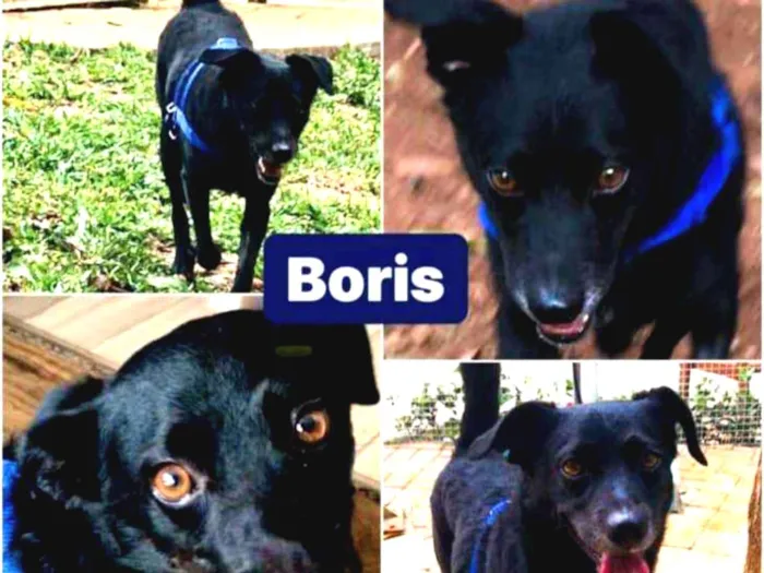 Cachorro ra a SEM RAÇA DEFINIDA idade 3 anos nome BORIS