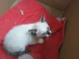 Gato