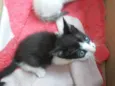 Gato