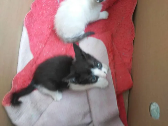 Gato ra a  idade 2 a 6 meses nome Gato