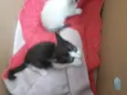 Gato