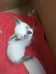 Gato