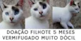 gato carinhoso