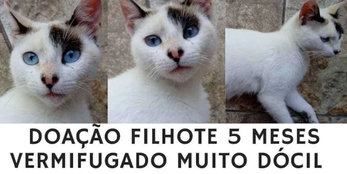 Gato ra a  idade 2 a 6 meses nome gato carinhoso