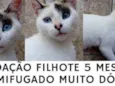 gato carinhoso