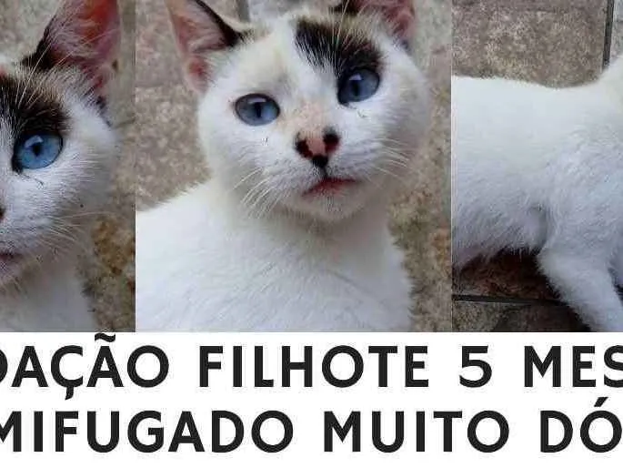 Gato ra a  idade 2 a 6 meses nome gato carinhoso