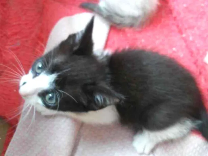Gato ra a  idade 2 a 6 meses nome Gato