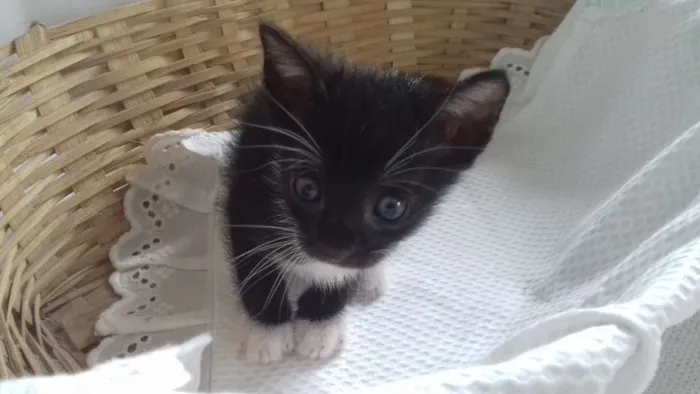 Gato ra a Frajolinha  idade Abaixo de 2 meses nome Sem nome 