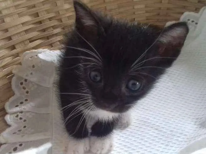 Gato ra a Frajolinha  idade Abaixo de 2 meses nome Sem nome 