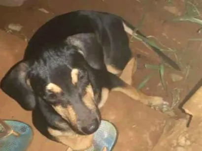 Cachorro raça Viralata idade 2 a 6 meses nome Neguinha