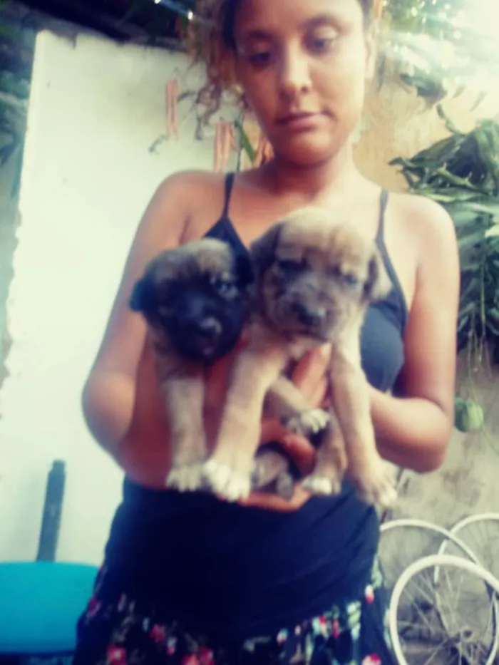 Cachorro raça Vira lata idade Abaixo de 2 meses nome Sem nomes