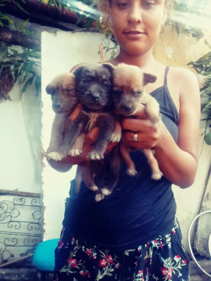 Cachorro raça Vira lata idade Abaixo de 2 meses nome Sem nomes