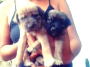 Cachorro raça Vira lata idade Abaixo de 2 meses nome Sem nomes