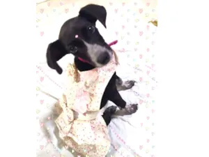Cachorro raça SRD idade 2 a 6 meses nome MEG