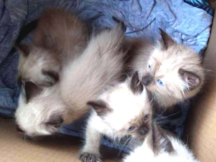 Gato ra a Desconhecido idade 2 a 6 meses nome Sem nome