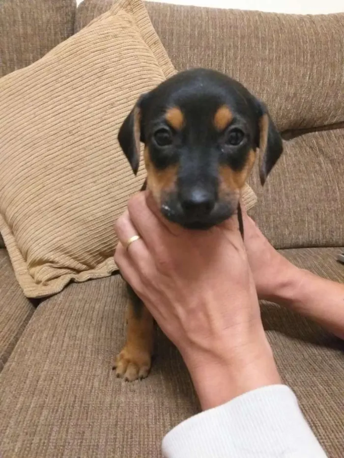 Cachorro ra a SRD idade  nome Filhotes