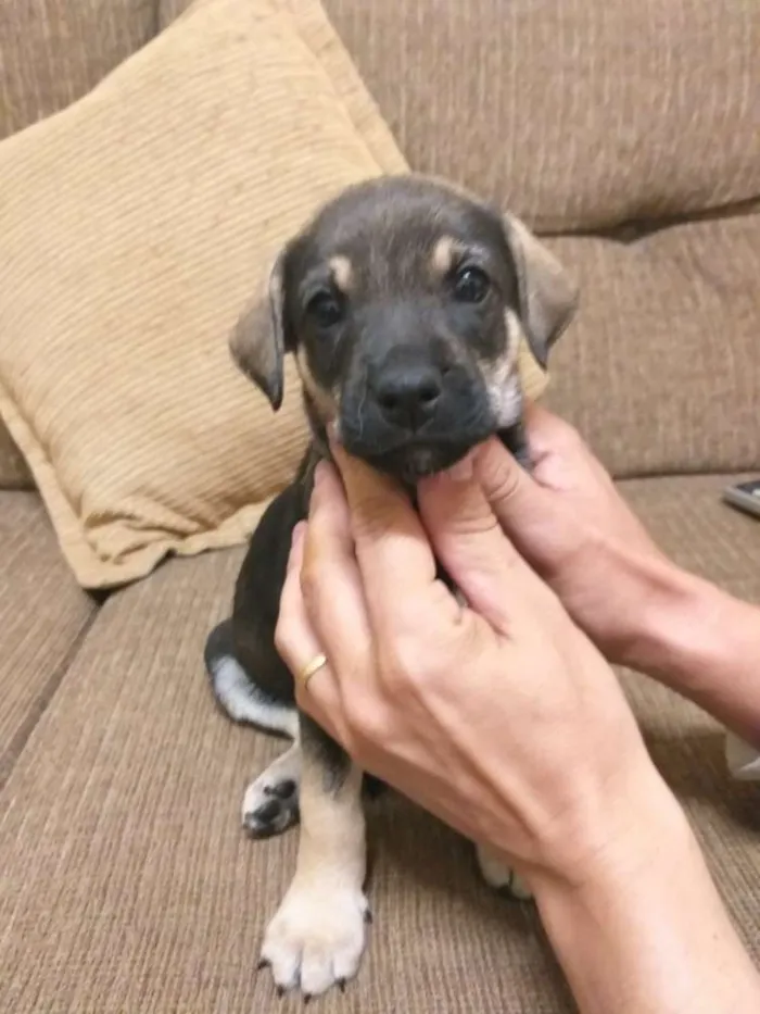 Cachorro ra a SRD idade Abaixo de 2 meses nome Filhotes