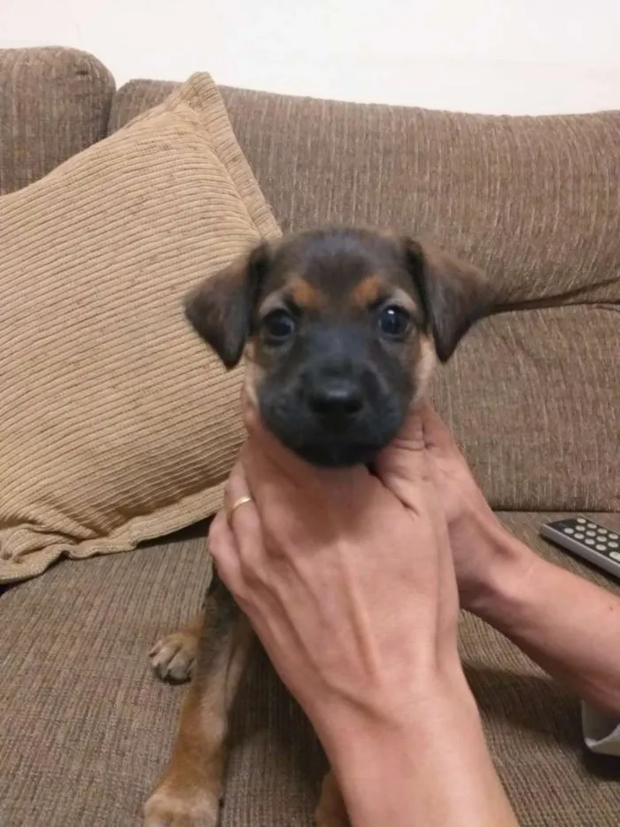 Cachorro ra a SRD idade Abaixo de 2 meses nome Filhotes
