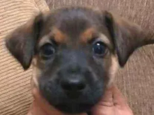 Cachorro raça SRD idade Abaixo de 2 meses nome Filhotes