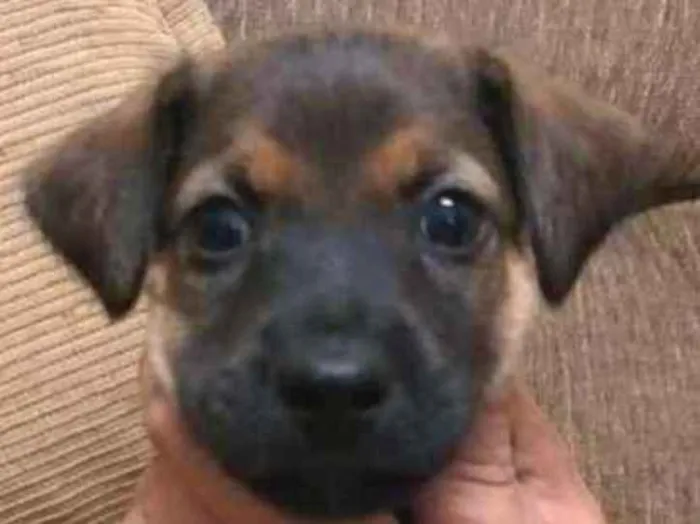 Cachorro ra a SRD idade Abaixo de 2 meses nome Filhotes
