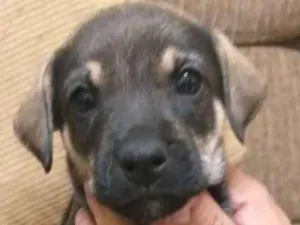Cachorro raça SRD idade Abaixo de 2 meses nome Filhotes