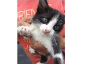 Gato raça Indefinida idade 2 a 6 meses nome Mari