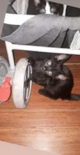 Gatito