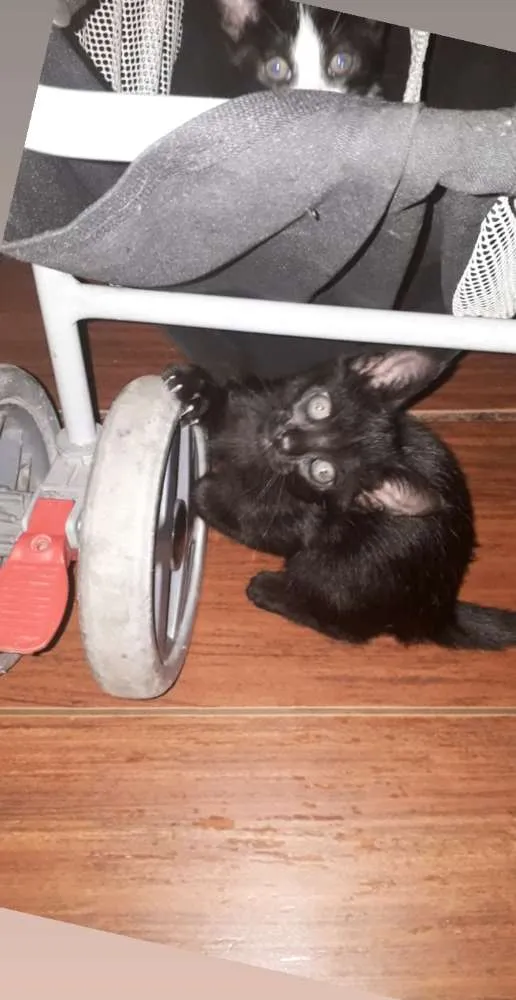 Gato ra a  idade 2 a 6 meses nome Gatito