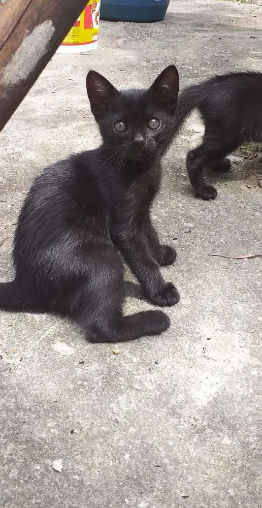 Gato ra a  idade 2 a 6 meses nome Gatito