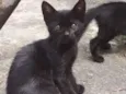 Gatito
