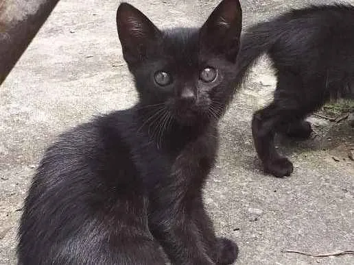Gato ra a  idade 2 a 6 meses nome Gatito
