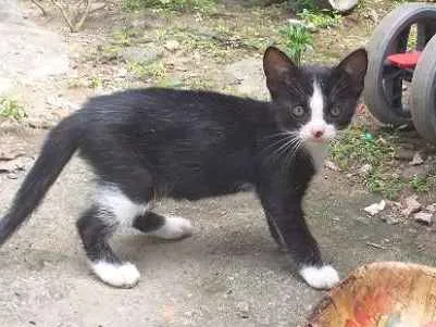Gato ra a  idade 2 a 6 meses nome Gatito