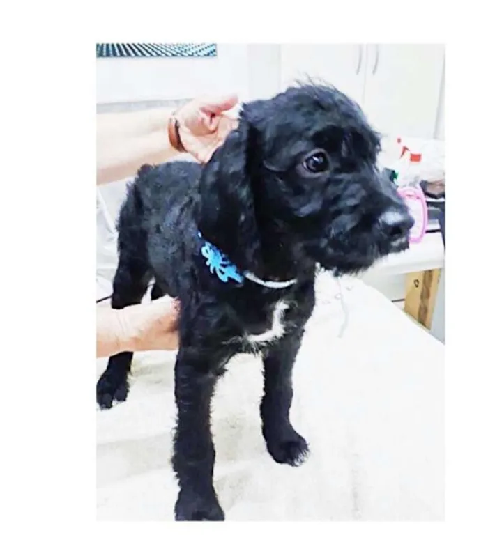 Cachorro ra a  idade 2 a 6 meses nome Filhotes Eleonora 