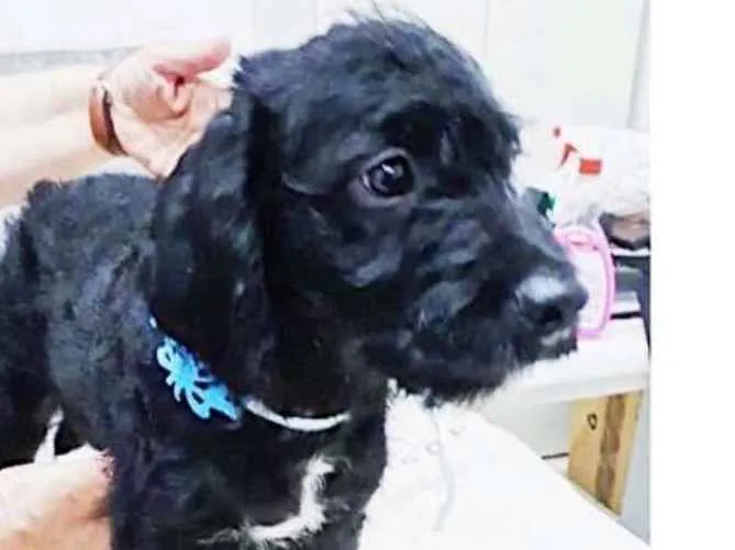 Cachorro ra a  idade 2 a 6 meses nome Filhotes Eleonora 
