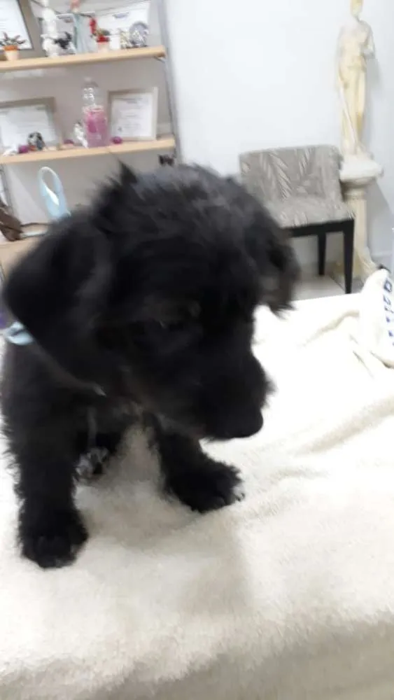 Cachorro ra a  idade 2 a 6 meses nome Filhotes Eleonora 