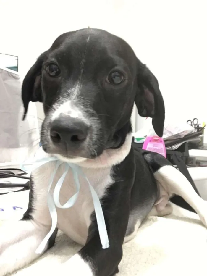 Cachorro ra a  idade 2 a 6 meses nome Filhotes Eleonora 