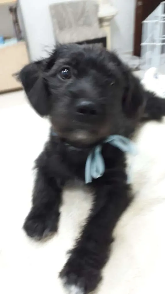 Cachorro ra a  idade 2 a 6 meses nome Filhotes Eleonora 
