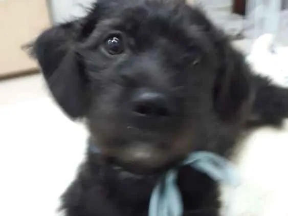 Cachorro ra a  idade 2 a 6 meses nome Filhotes Eleonora 