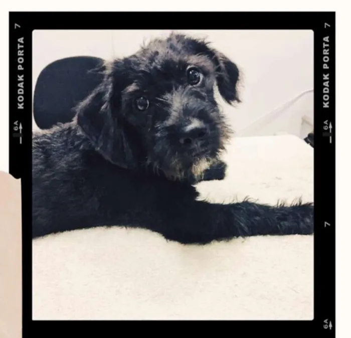 Cachorro ra a  idade 2 a 6 meses nome Filhotes Eleonora 