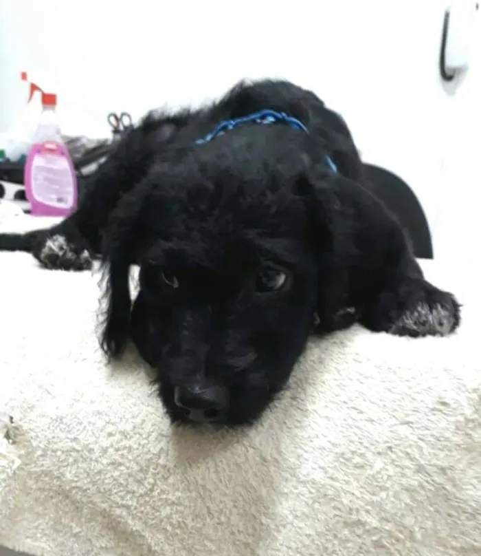 Cachorro ra a  idade 2 a 6 meses nome Filhotes Eleonora 