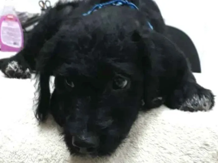 Cachorro ra a  idade 2 a 6 meses nome Filhotes Eleonora 