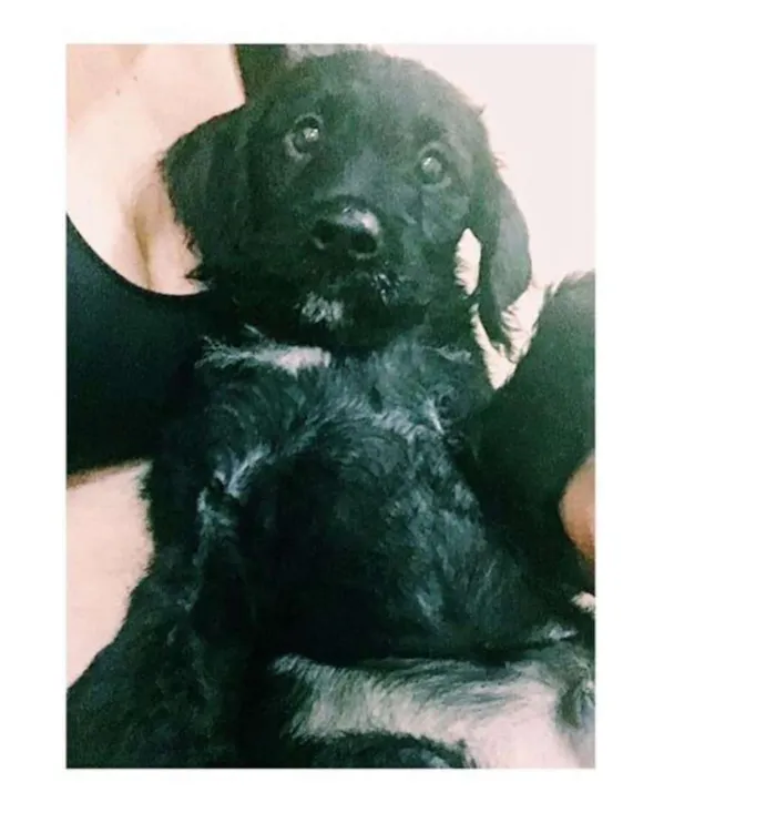 Cachorro ra a  idade 2 a 6 meses nome Filhotes Eleonora 